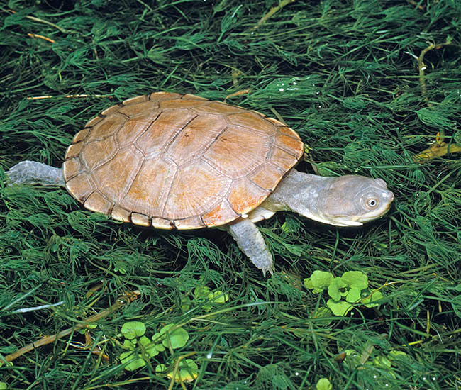 Pelomedusa subrufa, Pelomedusidae, Helmeted Turtle, Marsh terrapin 