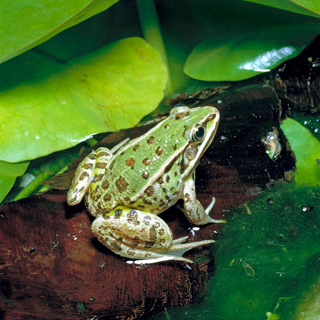 Pelophylax esculentus, Rana esculenta, Ranidae, edible frog, common water frog, green frog