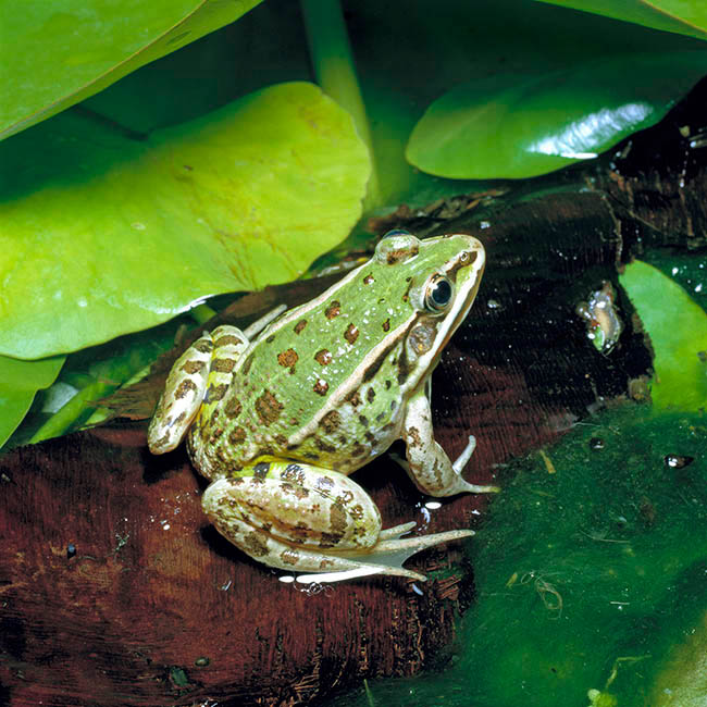 Pelophylax esculentus, Rana esculenta, Ranidae, Grenouille verte, Grenouille comestible