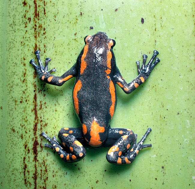 Phrynomerus bifasciatus, Microhylidae, banded rubber frog