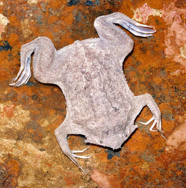 Pipa pipa, Pipidae, common Suriname toad, star-fingered toad