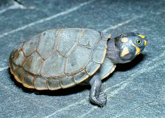 Podocnemis unifilis, Podocnemididae, Yellow-spotted Amazon River Turtle