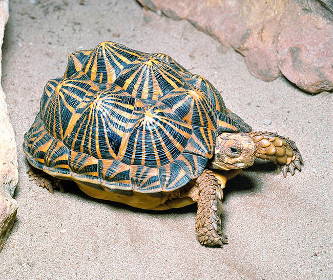 Psammobates tentorius, Testudinidae, Tent Tortoise