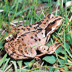 トップス rana Rana temporaria - Monaco Nature Encyclopedia