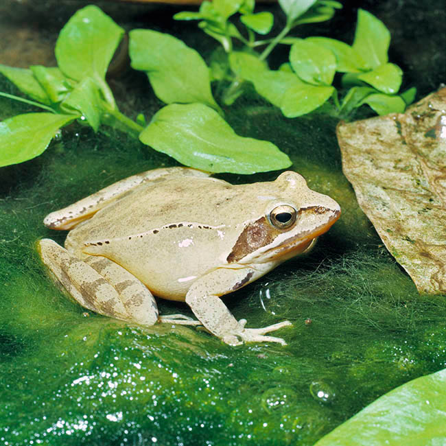 Rana dalmatina, Ranidae, rana agile