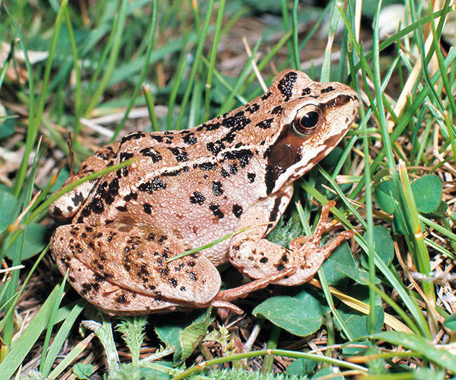 Rana temporaria, Ranidae, European common frog, European common brown frog, European grass frog