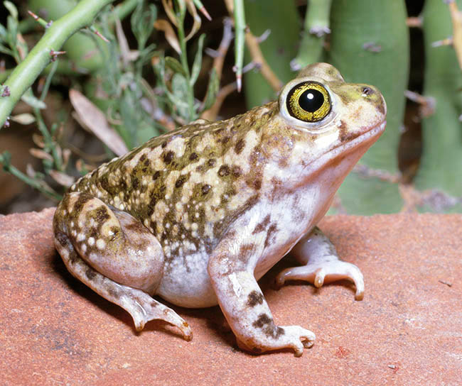 Scaphiopus couchii, Scaphiopodidae, Couch's spadefoot toad, Couch's spadefoot