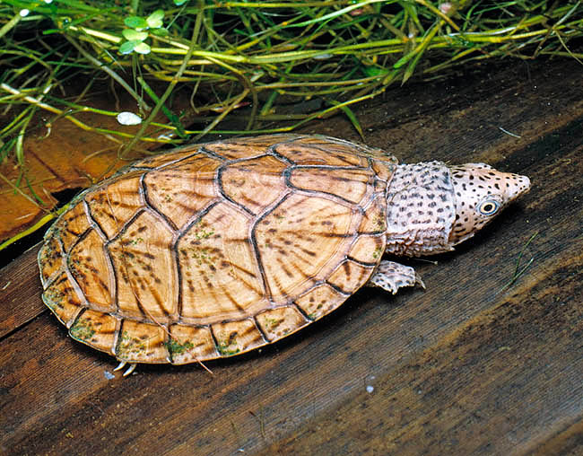 Sternotherus minor, Kinosterninae, Loggerhead Musk Turtle