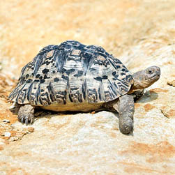 Stigmochelys pardalis Monaco Nature Encyclopedia