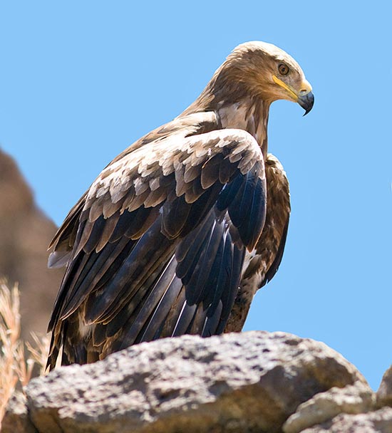 The Steppe eagle (Aquila nipalensis) has a vast diffusion from Asia to Africa © Giuseppe Mazza