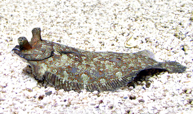 Bothus podas, Bothidae, Wide-eyed flounder