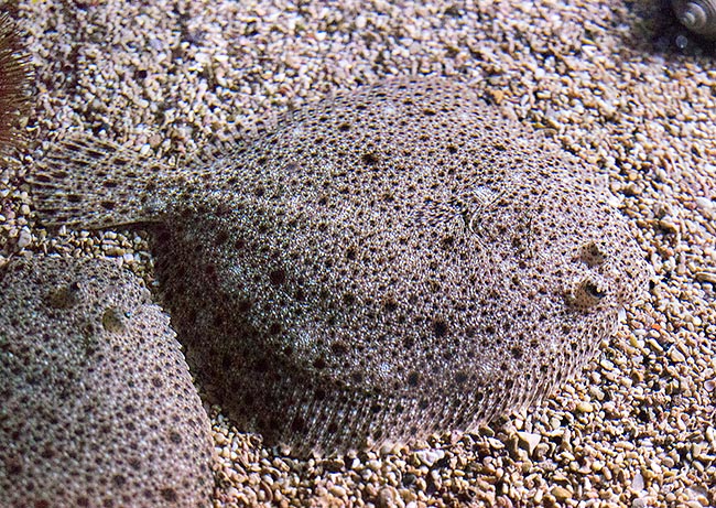 Bothus podas, Bothidae, Wide-eyed flounder