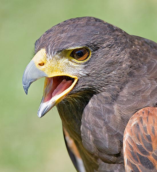 Pratica, come i lupi, la caccia di gruppo. Chi avvista per esempio un coniglio, lancia un forte grido e mentre il capo branco scende in picchiata, gli altri lo circondano al suolo stanandolo dai cespugli © Giuseppe Mazza