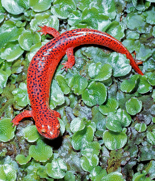 Long 95-180 mm, the Red salamander (Pseudotriton ruber) lives in eastern USA