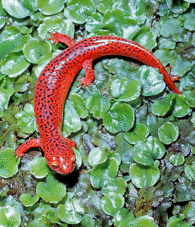 Longue de 95 à 180 mm, la Salamandre rouge (Pseudotriton ruber) vit dans l'est des États-Unis