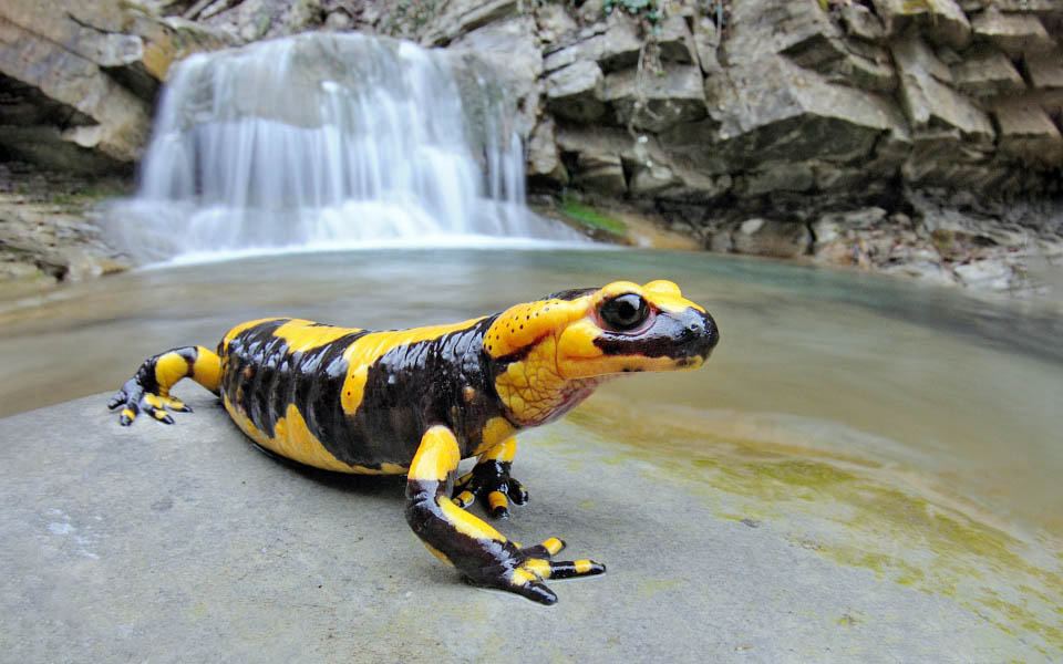 Present in almost all central Europe, the Fire salamander (Salamandra salamandra) reaches even Anatolia and the northern coast of Morocco
