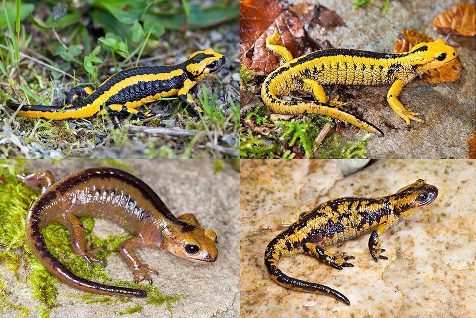 Cuatro ejemplares comparados de Salamandra salamandra bernardezi. Conviene remarcar que, incluso cuando los individuos tienen diferentes colores, a menudo mantienen las características propias de su subespecie. En este caso, por ejemplo, todos muestran claramente la típica línea negra a lo largo del dorso 