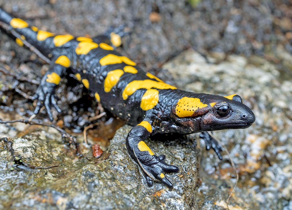 Salamandra salamandra bejarae a un museau légèrement aplati et une couleur noire avec des taches jaunes disséminées sur le corps 