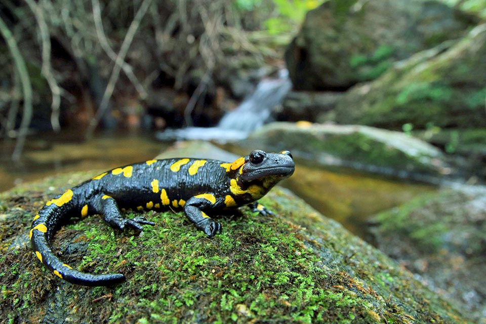 A volte se non si conosce con esattezza la località di ritrovamento di un esemplare, l’unico modo di arrivare all’identificazione è l’analisi del DNA. In questo caso, per esempio, la Salamandra salamandra almanzoris qui raffigurata presenta infatti una colorazione simile Salamandra salamandra bejarae