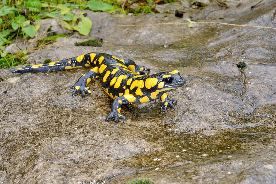 La Salamandra salamandra longirostris tiene un cuerpo alargado de color negro y manchas amarillas cuadrangulares. Hocico puntiagudo y vientre gris 