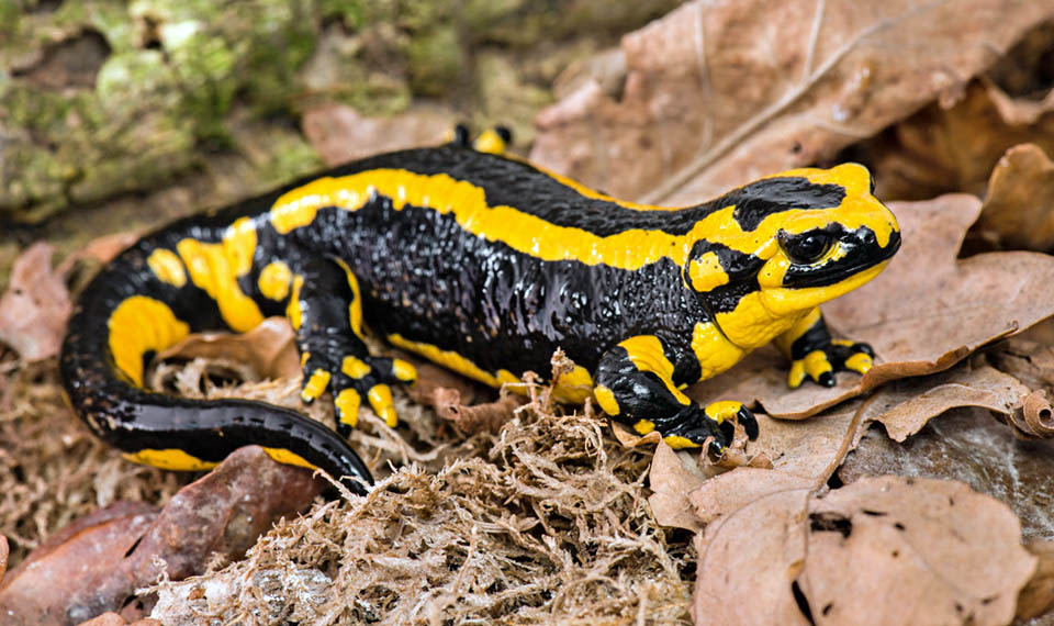 Salamandra salamandra fastuosa mostra invece due bande gialle lungo tutto il corpo in netto contrasto con la colorazione scura