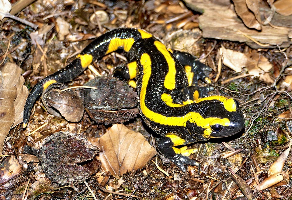 Salamandra salamandra terrestris présente des lignes noires qui peuvent être continues ou séparées par des virgules jaunes 