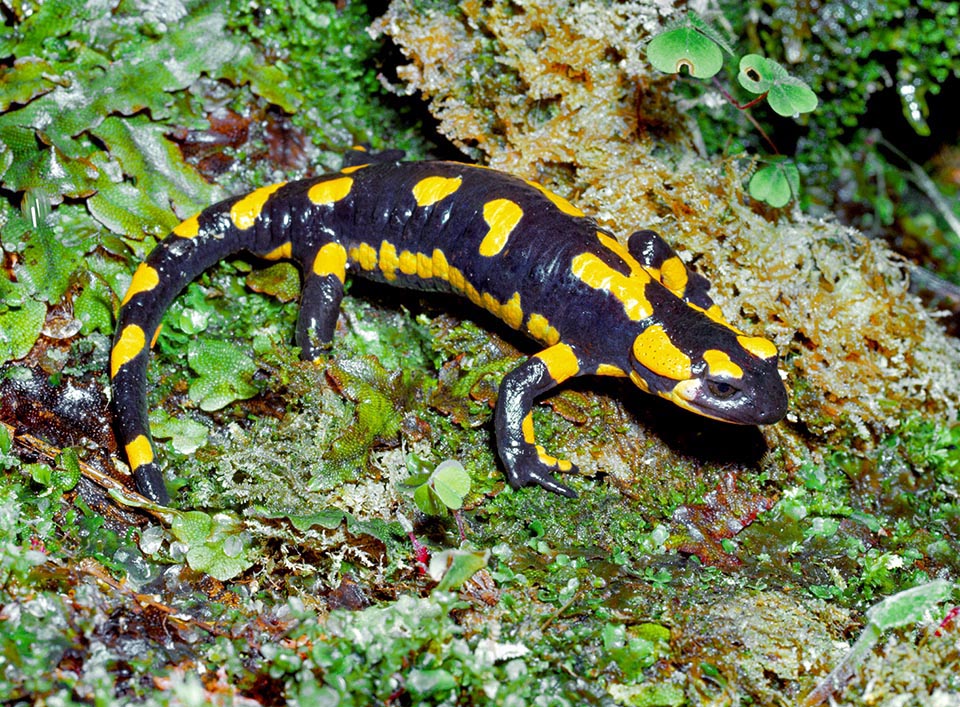 Salamandra salamandra salamandra a une livrée noire avec des taches jaunes réparties sur tout le corps qui peuvent prendre des formes diverses 