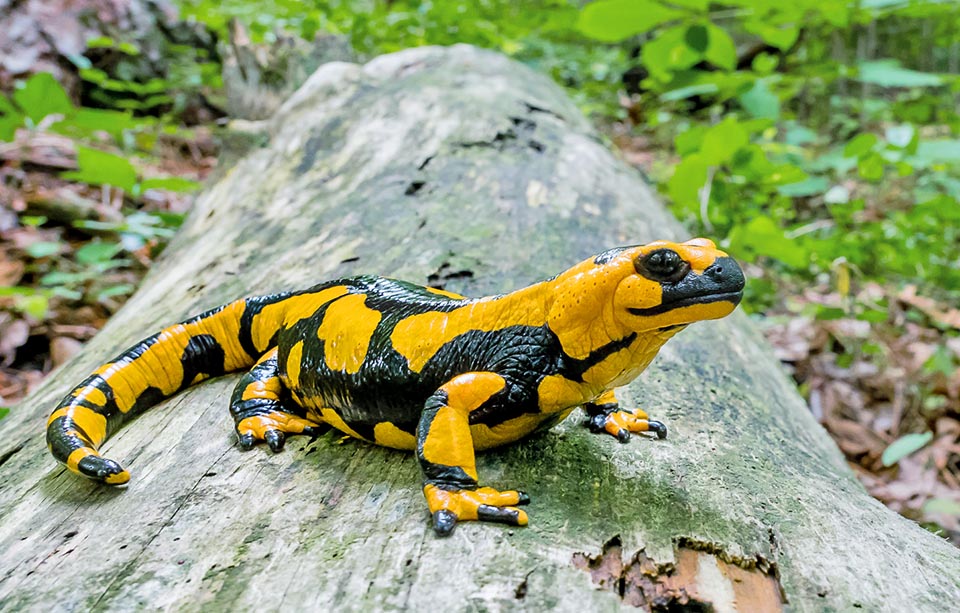Endémique du territoire italien Salamandra salamandra gigliolii a un corps trapu et une livrée où l'orange l'emporte sur le jaune sur un corps noir