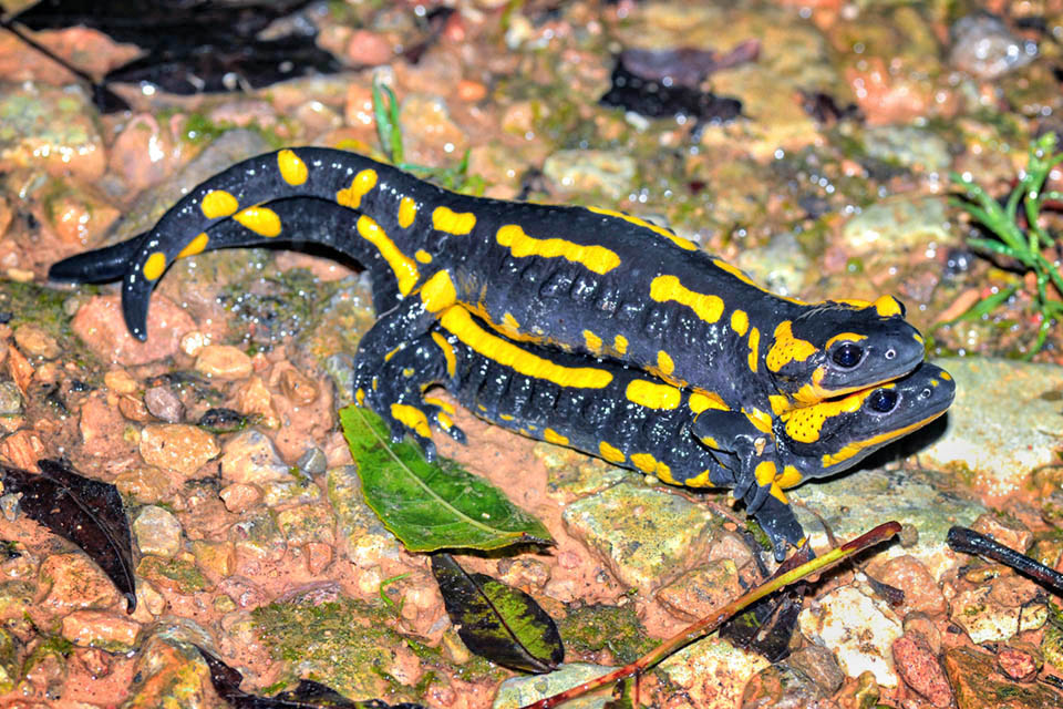 In the mating preliminaries the male hugs the female and stimulates her head by rubbing it with the throat. Then lays on the soil a spermatophore collected from the partner