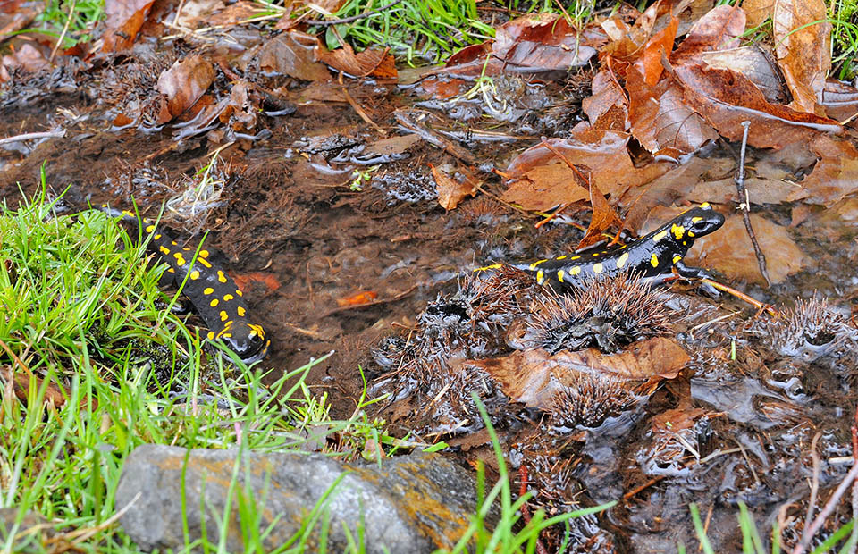 Los adultos de Salamandra salamandra abandonan el agua para siempre. Sólo las hembras, que no saben nadar, vuelven a ella para el parto 