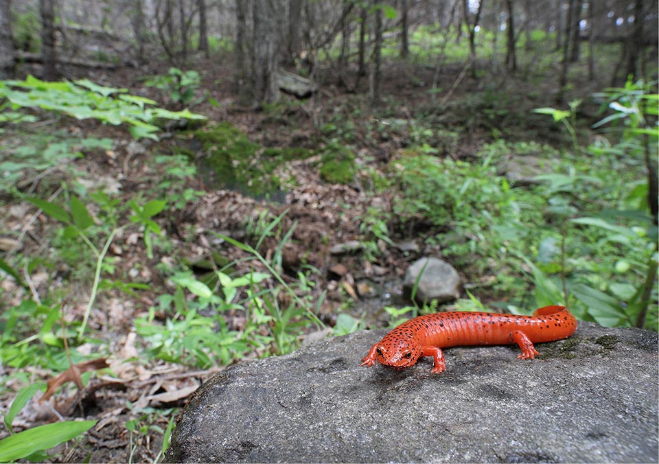 It's fairly common, up to 1500 m of altitude, in swampy zones or around streams and sources. Occasionally crosses woody areas looking for new sites