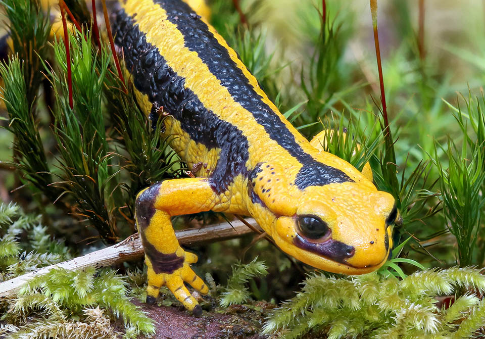 Salamandre tachetée (Salamandra salamandra) - Monde Animal