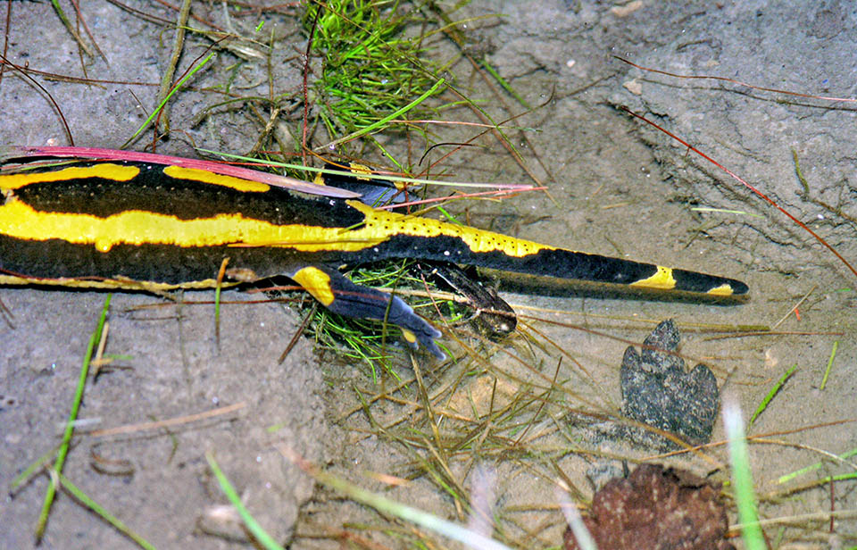 Elles libèrent prudemment dans l'eau en marche arrière 8 à 70 larves en maintenant à l'extérieur les pattes avant de leur corps