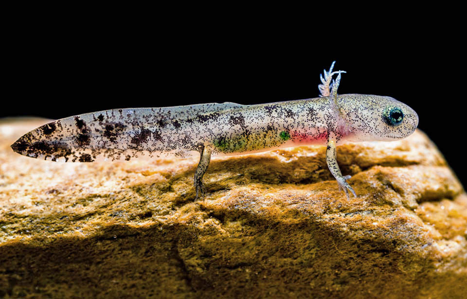  À la naissance elles mesurent 2 à 3 cm. Elles ont des branchies externes pour respirer. Les pattes apparaissent par la suite au cours de leur croissance