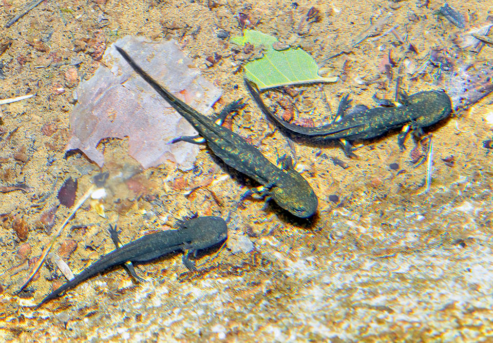 I girini di Salamandra salamandra crescono in acque limpide, ben ossigenate, con temperature generalmente comprese tra i 10 e i 20 °C 