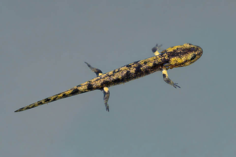 The characteristic yellow speckled colouration of the back and the tail appears when metamorphosis begins, when the gills are atrophied and the young swim to the surface 