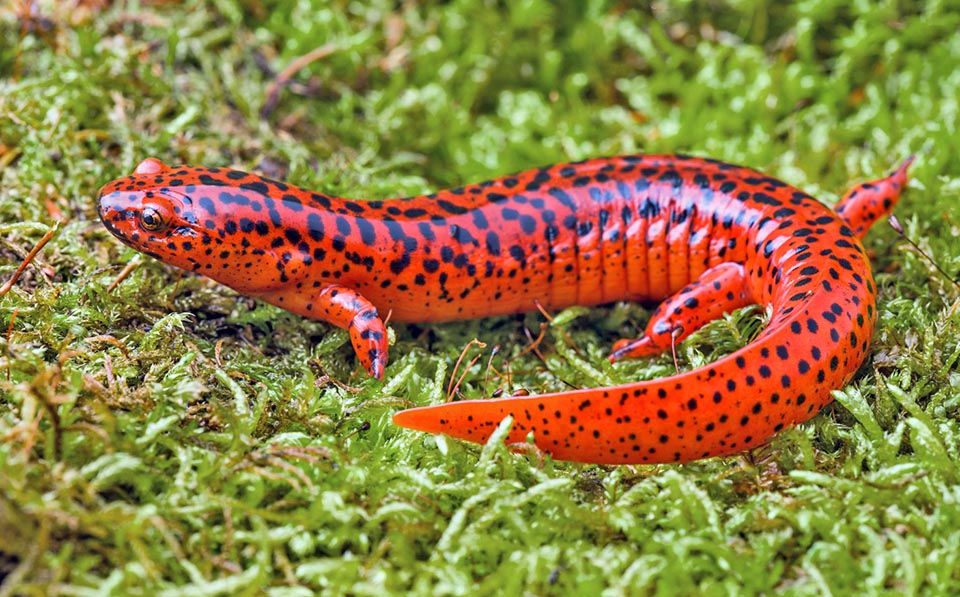 Spends winter and the day warm hours hiding under rocks or trunks. When active, it hunts mostly by night snails, earthworms, spiders, insects and even small amphibians 