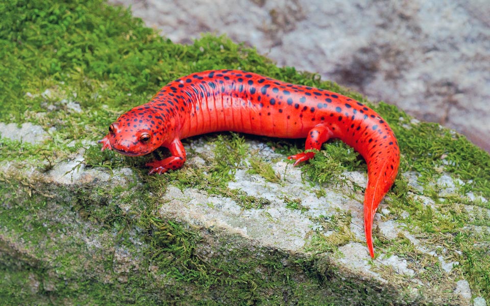 There are 4 subspecies. Pseudotriton ruber nitidus, present in altitude in south Blue Ridge Mountains, is for instance without the small black dots on the snout tip and on the tail 