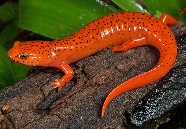 Pseudotriton ruber schencki, qui peut atteindre 15 cm, présente une coloration noire intense sous le menton 