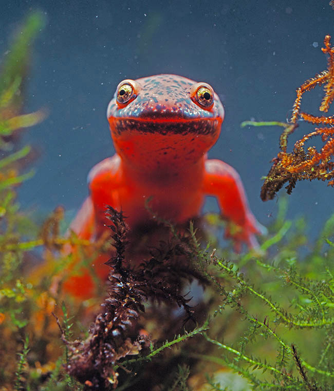 The Red salamander is an oviparous species needing water for reproduction