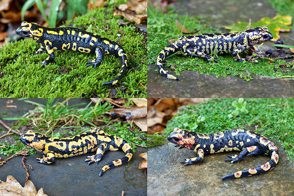 Salamandra salamandra gallaica variability, characterized by the presence of spots shaped like a comma or a horseshoe 