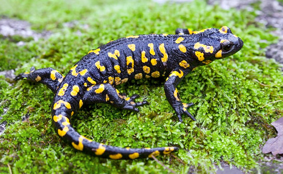 Salamandra salamandra crespoi se distingue morphologiquement par son corps robuste doté d'une longue queue et de grandes pattes 