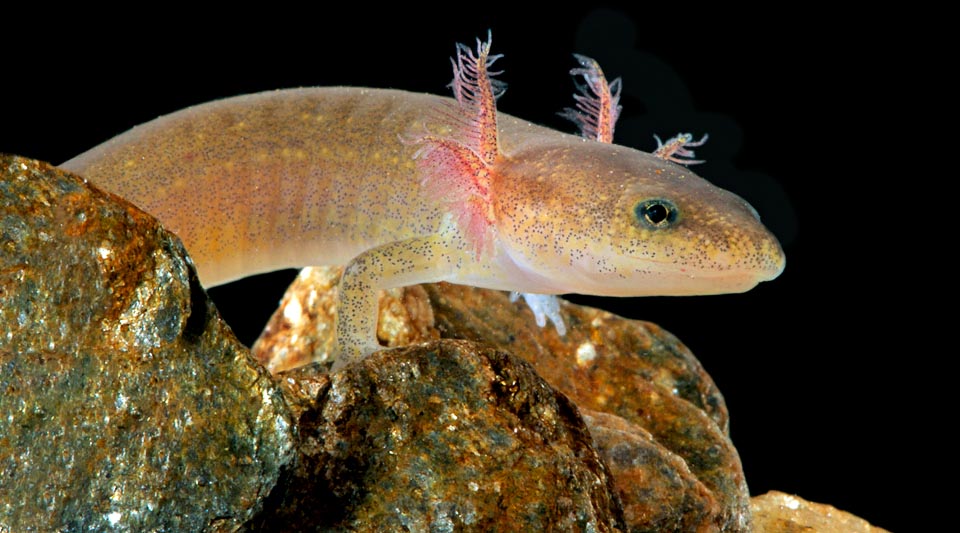 Young larva with its showy gills. The belly is whitish and the back, typically pale brown, then becomes streaked or mottled while growing 