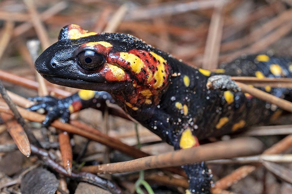 Salamandra salamandra morenica présente des couleurs rouges surtout concentrées dans la zone des glandes parotides 