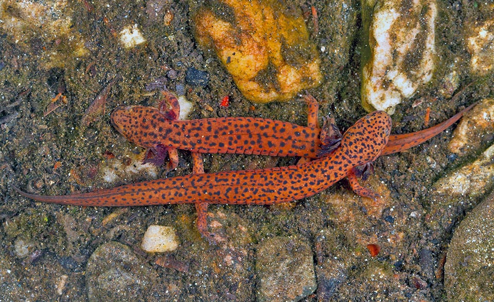 La période larvaire est assez longue et dure de 1,5 à 3,5 ans. La métamorphose se produit le plus souvent entre le printemps et l'été de la troisième année