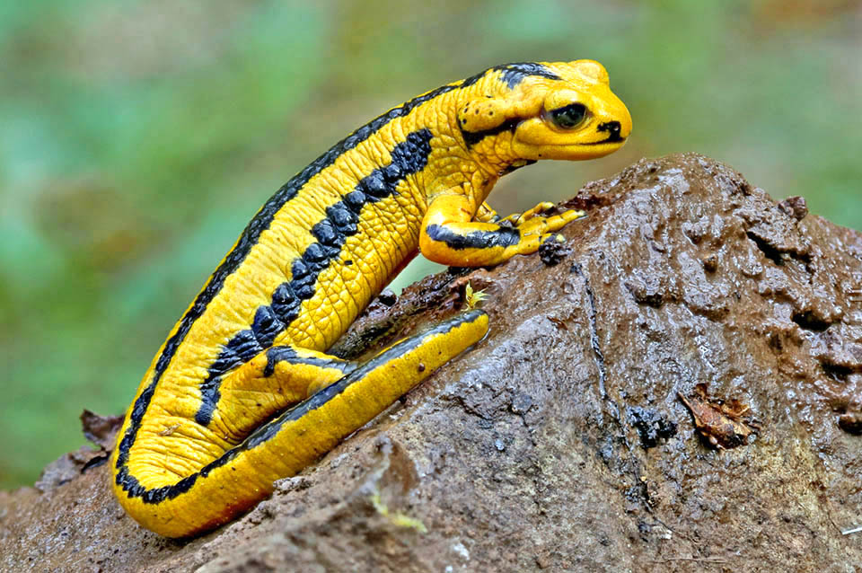 La Salamandra salamandra bernardezi, endémica del norte de España, se caracteriza por una larga banda dorsal negra que va de la cabeza a la cola 