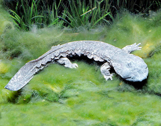 Andrias japonicus, Japanese giant salamander, Cryptobranchidae