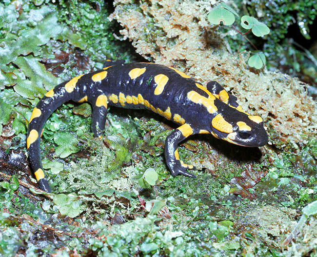 Salamandra salamandra, Salamandridae, Salamandra pezzata Salamandra salamandra, Salamandridae, Salamandra pezzata