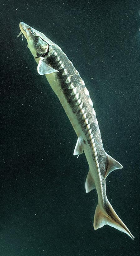 Mesurant 3 à 6 m de long, c’est le plus grand poisson d'eau douce © G. Mazza