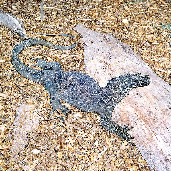 The Varanus varius is at home in East Australia and may be almost 2 m long © Giuseppe Mazza